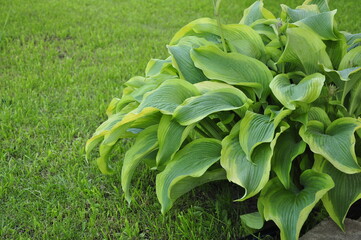Hosta in the garden. Beautiful hosta flowers.