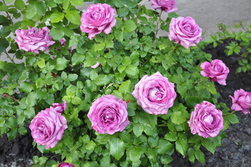 Blooming rose flowers. Roses in the garden. 