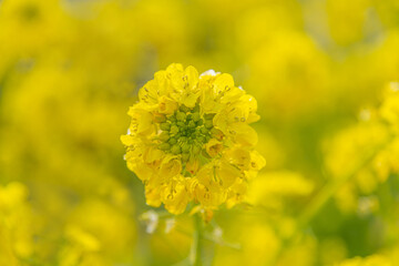 菜の花