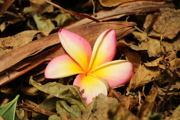 Frangipani flower with brown leaves in garden clean up
