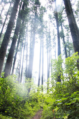 Fototapeta premium bosque