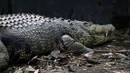The big crocodile is lying on the ground. In the dim background