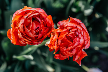 Close-up of two red peony tulips in the spring garden