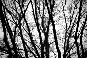 tree branches against the sky in black and white colors. discolored photo of black tree trunks