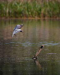 black headed gull coming in to land over water