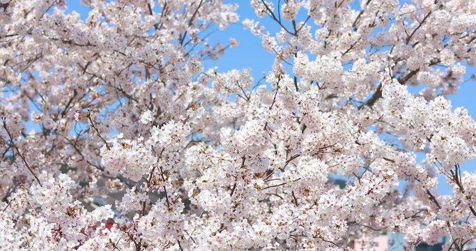Spring Background Image of Cherry Blossoms in Full Blossom and Blue Sky