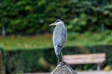 Gray heron near to the water in park