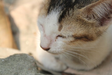 Closeup portrait of a beautiful cat