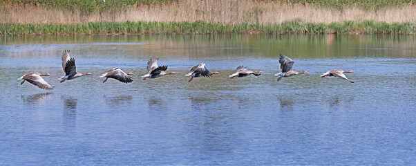 greylag geese flying over lake montage