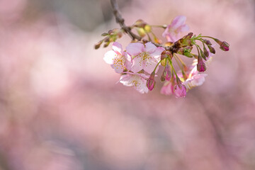 河津桜のアップ2