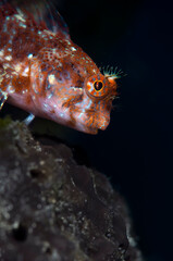 Ringneck Blenny ( Parablennius pilicornis )  looking curiously at the camera from its hiding place. Blenny portrait. Bodrum Turkey.
