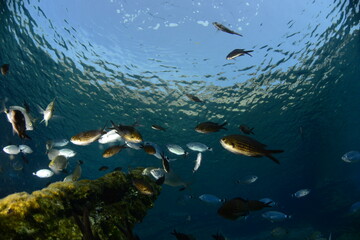 Underwater photography (a school of fish ) in Bodrum, Muğla TURKEY	