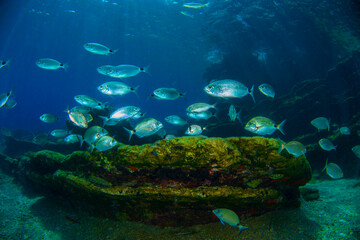 Underwater photography (a school of fish ) in Bodrum, Muğla TURKEY	