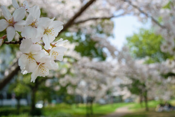 大阪城公園の春