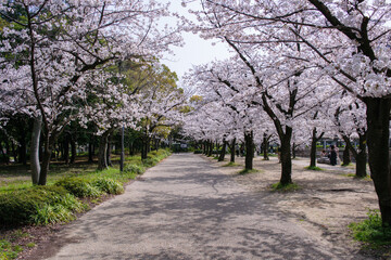 大阪城公園の春