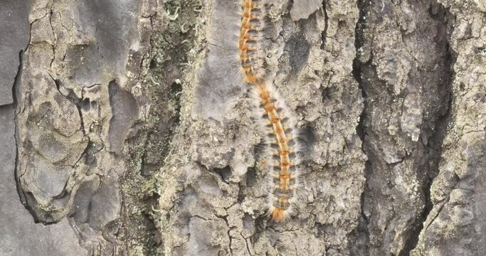 4k video of processionary caterpillars descending from a pine tree online