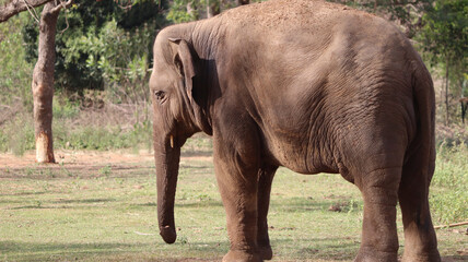 Fototapeta premium One of the elephants stands. Against a faint natural background