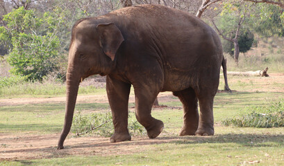 One of the elephants stands. Against a faint natural background