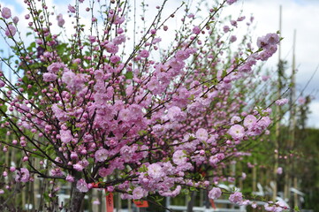 Garden flowers are blooming. Blooming flowers and plants. 