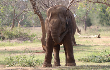 One of the elephants stands. Against a faint natural background