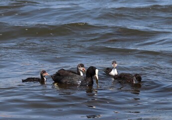 Adult Eurasian coot (Fulica atra) with its ducklings swimming and eating. Coot family feeding....
