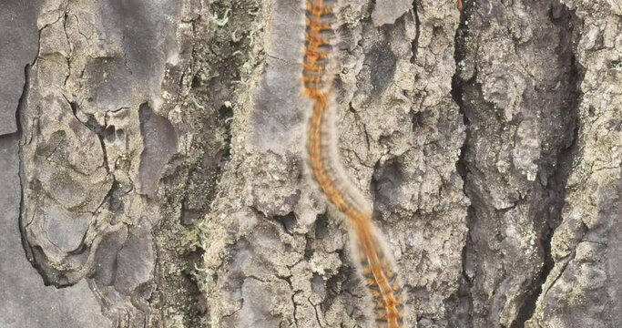 4k video of processionary caterpillars descending from a pine tree online