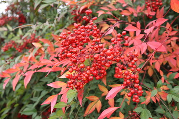 Obraz premium ナンテンの赤い実 