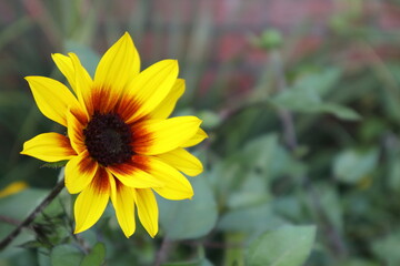 ルドベキアの花　コピースペースあり