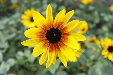 ルドベキアの花
