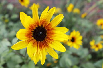 ルドベキアの花　コピースペースあり
