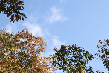 青空と樹木　コピースペースあり
