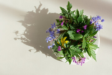 Happy Mother's Day. Happy Easter Day. Snowdrops blue yellow primrose in a white circle on a gray background. The concept of spring flowering. The layout of the postcard design. Beautiful shadows.