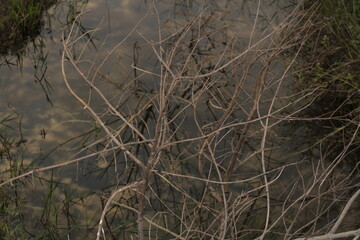 reeds in the water