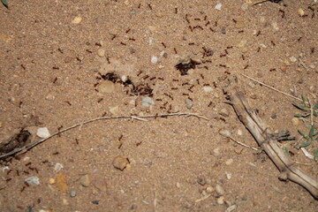 ants on the ground