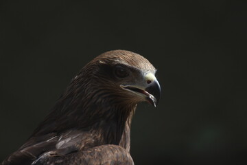 portrait of a vulture