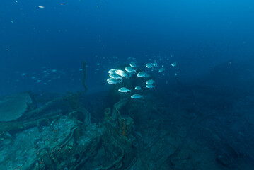 Branco di ricciole, Seriola dumerili, su un relitto