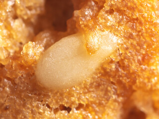 Sesame seeds on a ruddy cupcake.