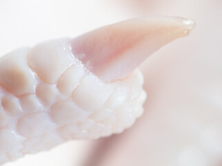 Close-up of a nail on a paw of a chicken.