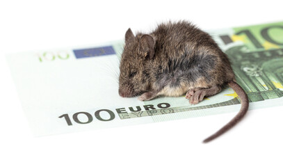 The mouse sits on Euro money on a white background.