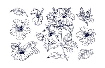 Outlined hibiscus flowers set. Botanical vintage drawing of blossomed floral plant. Detailed tropical blooms with leaves. Flora engraving. Hand-drawn vector illustrations isolated on white background - obrazy, fototapety, plakaty