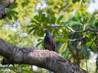 pigeon on a tree