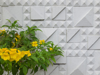 flowers in a garden