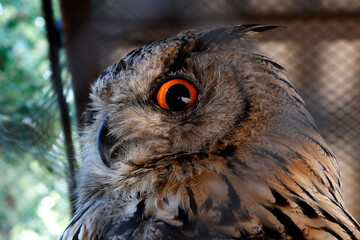 an owl in a zoo, looking through a cage. Close-up