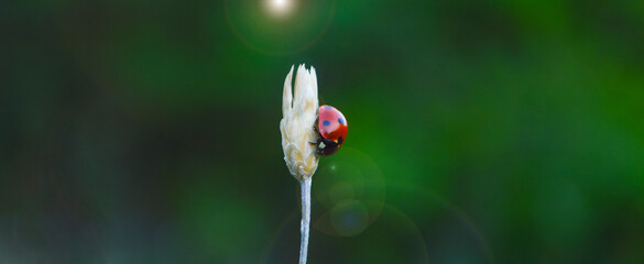 Ladybug close-up background 