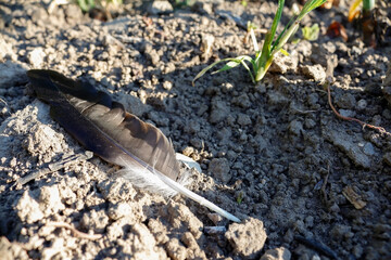 a torn off feather of a bird on the ground