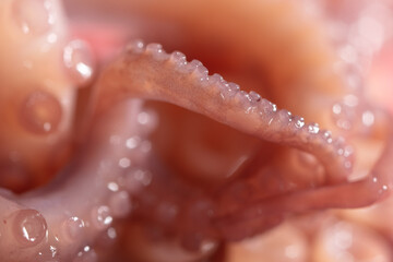 Close up of squid tentacles as background.
