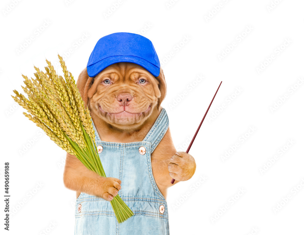 Poster Smiling puppy farmer holds bunch of wheat and points away on empty space. Isolated on white background