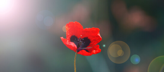Poppy background picture