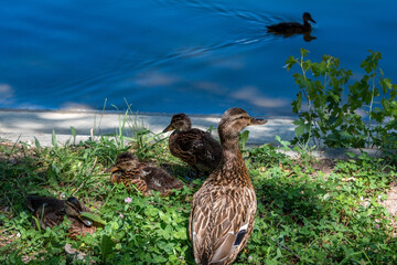 a family of ducks by the lake