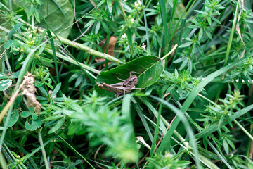 grasshopper on a leaf in the green grass